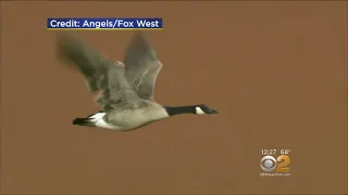 Goose On The Loose In Detroit