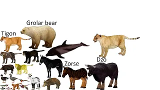 Hybrid animals and dinosaurs size comparison without music