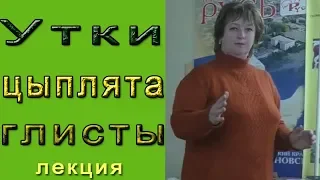 Про уток, цыплят и глисты