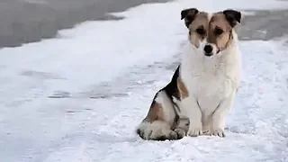 История Хатико из Сибири, пес ждал хозяина полгода на остановке