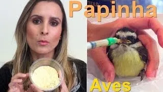 Como alimentar filhote de aves | Calopsita | Papinha