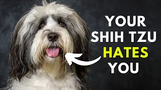 15 Sure Signs Your Shih Tzu Hates You But You Don't Know