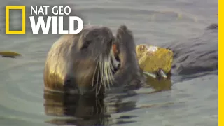 Sea Otters and Their Kitchen Tools | Nature Tech