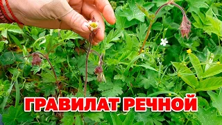 ПОМОЖЕТ ПРИ КЛИМАКСЕ /ПРОТИВОРВОТНОЕ  ПРИ ОТРАВЛЕНИИ ЖЕЛЧЕГОННОЕ @natureMarusya