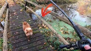 Un Superbe Poisson se CACHE LA dans les feuilles de ce petit ETANG !