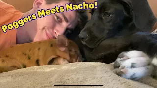 Puppy Meets Piglet for The First Time!!! | Poggers Meets Nacho