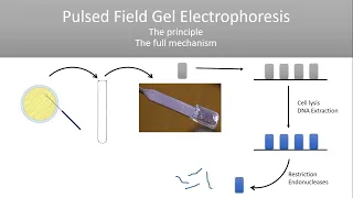 PFGE( Pulsed Field Gel Electrophoresis)