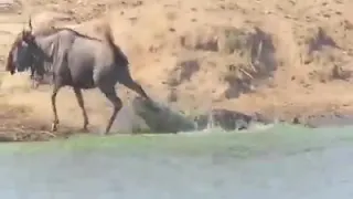 Hippos come rescue wildebeest from crocodile