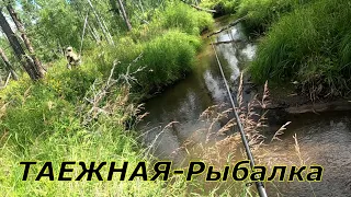 ТАЕЖНАЯ - Рыбалка на Хариуса/Верховья РЫБНОГО Ручья,в котором много Хариуса.