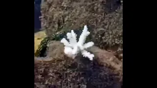 Coral City Camera | Growth, Bleaching, Death, & Erosion of a Staghorn Coral | 5.1.23-12.8.23