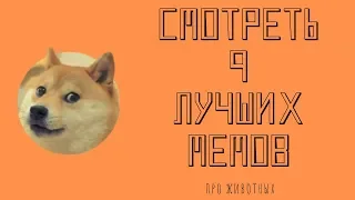 Я РЖАЛ ПОЛ ЧАСА / Смотри топ 9 лучших мемов / Смешные коты, собаки и другие приколы