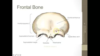 RADT 210 Skull Anatomy