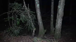 Japanes Haunted Forest Aokigahara at night (Into the forbidden zone)