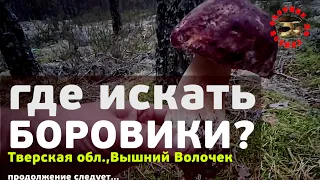 Где искать боровики? Тверская область, Вышний Волочек