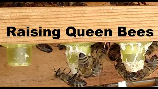 Raising Queen 🐝 Bees Episode 1