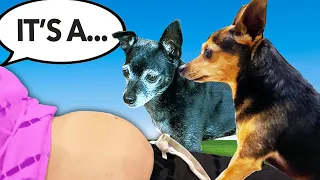 Surprising Our Dogs With Baby Gender Reveal