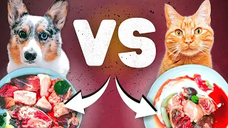 Dog vs. Cat Raw Food Diet - The 3 Biggest Differences