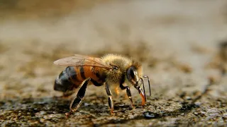 Почему пчёлы умирают после укуса