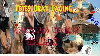 Cara Memberi Obat Cacing Untuk Kucing Super Galak #viralvideo