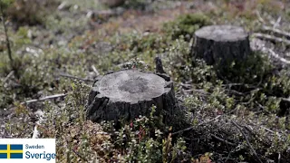 Det svenska skogsmissbruket