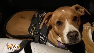 Meeting My Service Dog For The First Time