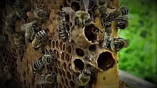 A swarm of bees ran away from the apiary !!!  What to do if the swarm flew away.