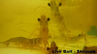 Shrimp filmed by GoPro  -  The Bait Station Fort Myers