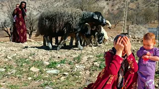 A Nomadic Ziba and Maryam's Reunion with the Mountains, Nurturing Their Sheep in Nature's season