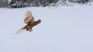 Friesian chickens flying