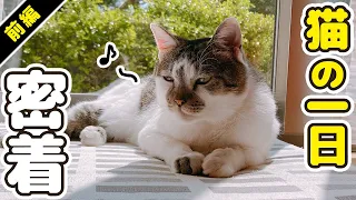 【Part 1】A day for cats-cats always spend this way-