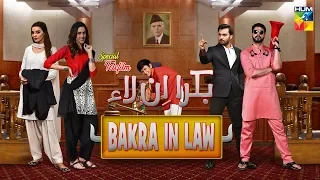 Bakra In Law | HUM TV | Telefilm