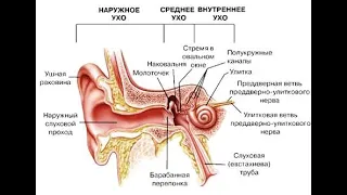 Орган слуха, гравитации и равновесия. Строение наружного и среднего уха