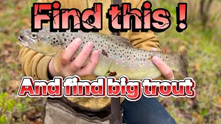 Big trout in a tiny creek