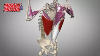 Latissimus Dorsi, Pull Ups