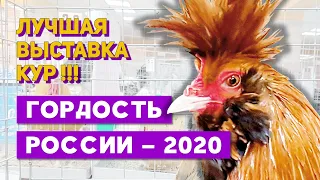Выставка «Гордость России – 2020» – лучшие породы кур: Брама, Кохинхин, Шелковые, Орловские и др.