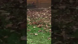 L’écureuil de mon jardin!!! Tous les jours il fait son petit tour 🤩