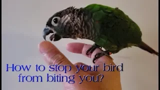 How to avoid bird biting? Learn a VERY SIMPLE trick to teach your conure to not bite you