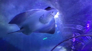 Stingray  Swims over Tunnel in San Francisco Aquarium