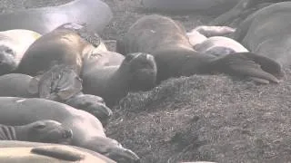 Ano Nuevo Elephant Seals   1