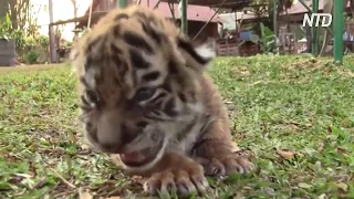 Новонароджене тигреня в мексиканському зоопарку назвали Ковідом