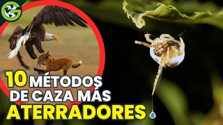 TÉCNICAS De CAZA Más ATERRADORAS Del REINO ANIMAL 🦅