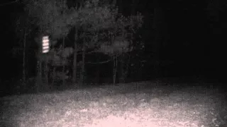 Game cam fairy with buck