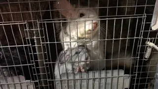 Chinchillas suffer from fur farming in Romania