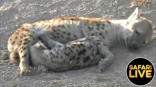 safariLIVE - Sunrise Safari - June 20, 2019