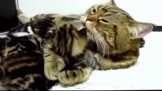 Funny Cats Compilation [Most See] Funny Cat Videos - Funny Animals Funny Fails 2015