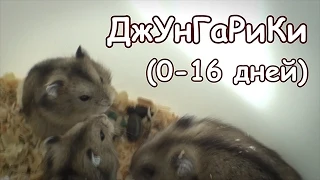 Джунгарские хомячки (0-16 дней)