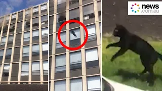 Cat survives fall from fifth floor of burning building