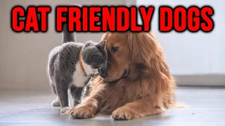 10 Dog Breeds That Get Along With Cats Better