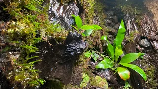 Moss Drip Wall Palodarium