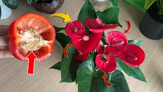 Just 1 slice of bell pepper, Flowers bloom all year round | Natural Fertilizer